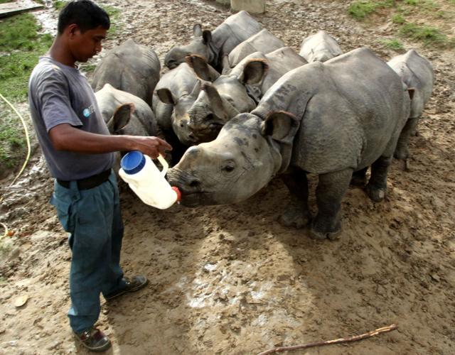 Rhino calves being fed their afternoon milk at CWRC on July 20. (Subhamoy Bhattacharjee/Wildlife Trust of India) Rhino calves being fed their afternoon milk at CWRC on July 20. (Subhamoy Bhattacharjee/Wildlife Trust of India)
