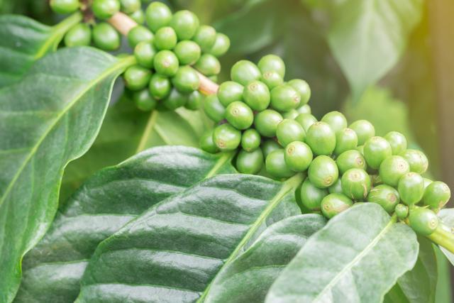 Green coffee beans are loaded with minerals, vitamines, antioxidants and metabolism boosters. (Shutterstock )