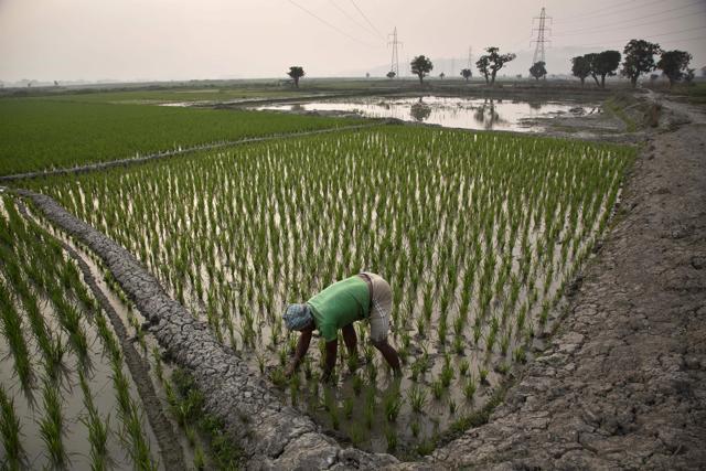 In this Feb. 1, 2017 file photo, an Indian farmer works in his paddy field in Roja Mayong village, east of Gauhati, India. Researchers report a link between crop-damaging temperatures and suicide rates in India, where more than 130,000 farmers end their lives every year. (AP) In this Feb. 1, 2017 file photo, an Indian farmer works in his paddy field in Roja Mayong village, east of Gauhati, India. Researchers report a link between crop-damaging temperatures and suicide rates in India, where more than 130,000 farmers end their lives every year. (AP)