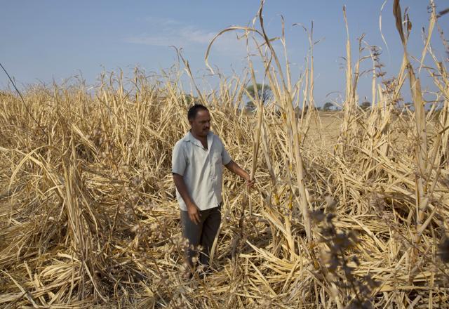 In this May 11, 2016 file photo, Indian farmer Anant More inspects his destroyed crop of sugarcane due to drought in Marathwada region, in the Indian state of Maharashtra. (AP) In this May 11, 2016 file photo, Indian farmer Anant More inspects his destroyed crop of sugarcane due to drought in Marathwada region, in the Indian state of Maharashtra. (AP)