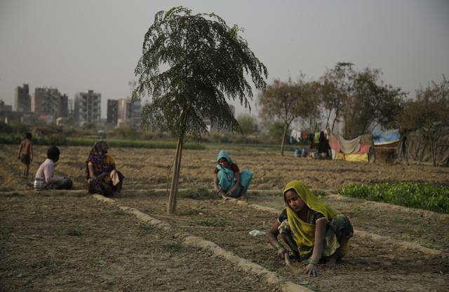 FILE- In this March 7, 2017 file photo, Indian women farmers work in their farm on the eve of International Women's Day on the outskirts of New Delhi, India. (AP) FILE- In this March 7, 2017 file photo, Indian women farmers work in their farm on the eve of International Women's Day on the outskirts of New Delhi, India. (AP)