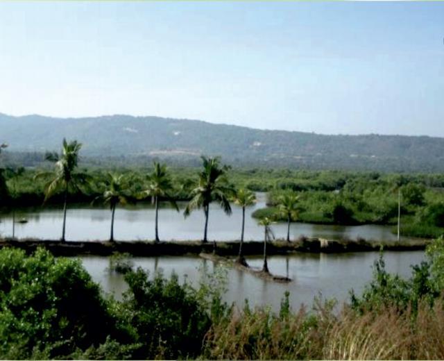 The mangroves near the fishing village of Achra are considered sacred. (HT FILE) The mangroves near the fishing village of Achra are considered sacred. (HT FILE)