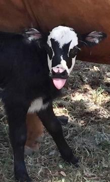 This July 28, 2017, photo provided by Hill Country Visitor in Kerrville, Texas, shows a newborn calf named Genie with facial marking that resemble Gene Simmons, bass player for the rock group KISS, shortly after its birth in Kerrville. (AP) This July 28, 2017, photo provided by Hill Country Visitor in Kerrville, Texas, shows a newborn calf named Genie with facial marking that resemble Gene Simmons, bass player for the rock group KISS, shortly after its birth in Kerrville. (AP)