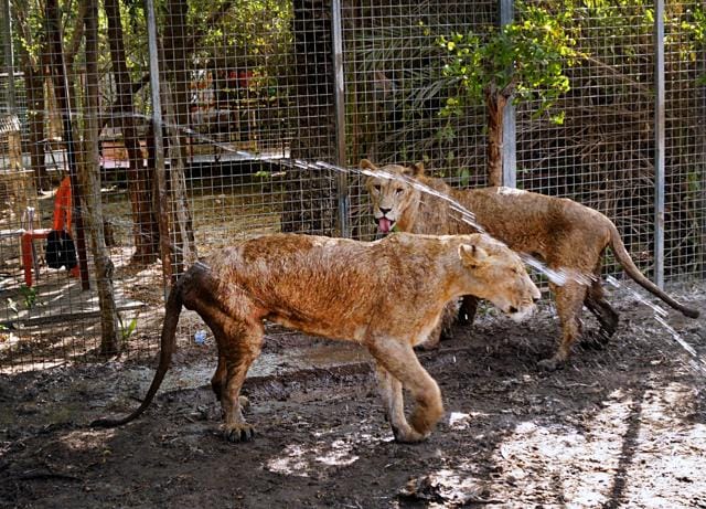 In this photo taken on Sunday, July 30, 2017, lions get a water spray shower to beat the heat in a private Zoo in Basra, 340 miles (550 kilometers) southeast of Baghdad, Iraq. (AP) In this photo taken on Sunday, July 30, 2017, lions get a water spray shower to beat the heat in a private Zoo in Basra, 340 miles (550 kilometers) southeast of Baghdad, Iraq. (AP)