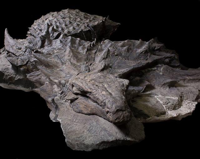 The entire animal would have weighed more than 2,800 pounds (1,300 kilograms). (Royal Tyrrell Museum/Facebook ) The entire animal would have weighed more than 2,800 pounds (1,300 kilograms). (Royal Tyrrell Museum/Facebook )