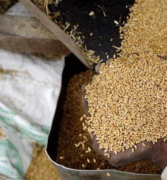 A worker shows harvested wheat grains. (HT File Photo) A worker shows harvested wheat grains. (HT File Photo)