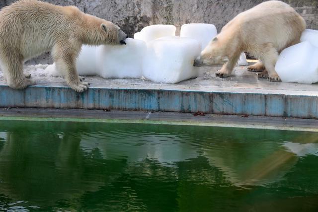 One-and-half year old polar bear Beliy and Szeriy cool themselves with giant ice cubes at Budapest Zoo and Botanic Garden on Friday. (AFP) One-and-half year old polar bear Beliy and Szeriy cool themselves with giant ice cubes at Budapest Zoo and Botanic Garden on Friday. (AFP)