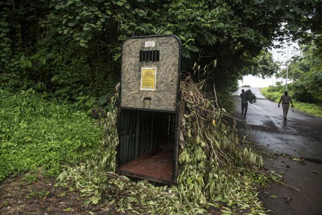 The trap cage has been covered with leaves to camouflage it. (Satish Bate/HT) The trap cage has been covered with leaves to camouflage it. (Satish Bate/HT)