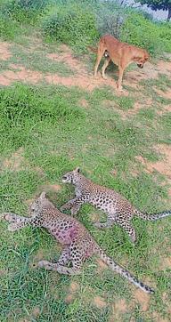 The dead leopard cubs, with one of the killer dogs. As dog numbers evolve, are they man’s best friends or man’s worst fiends unleashed? (PHOTO: DHARMENDRA KHANDAL/TIGER WATCH) The dead leopard cubs, with one of the killer dogs. As dog numbers evolve, are they man’s best friends or man’s worst fiends unleashed? (PHOTO: DHARMENDRA KHANDAL/TIGER WATCH)
