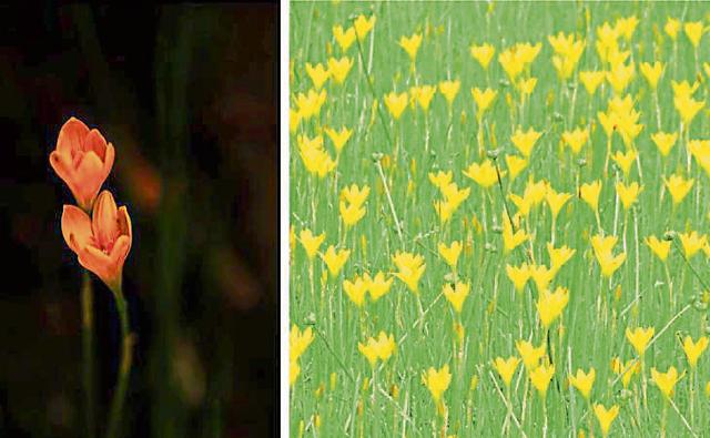 An ethereal portrait of rain lilies, and (right) lilies in bloom at Panjab University. (PHOTOS: SUBHO MUKHERJEE & NAVTEJ SINGH) An ethereal portrait of rain lilies, and (right) lilies in bloom at Panjab University. (PHOTOS: SUBHO MUKHERJEE & NAVTEJ SINGH)
