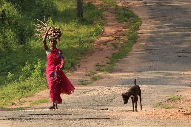 A Gond woman in Sukma district, known as the Maoist stronghold in Bastar, carries firewood. Excursions beyond village bounds are not a frequent experience for most. (Ritesh Mishra / HT Photo) A Gond woman in Sukma district, known as the Maoist stronghold in Bastar, carries firewood. Excursions beyond village bounds are not a frequent experience for most. (Ritesh Mishra / HT Photo)
