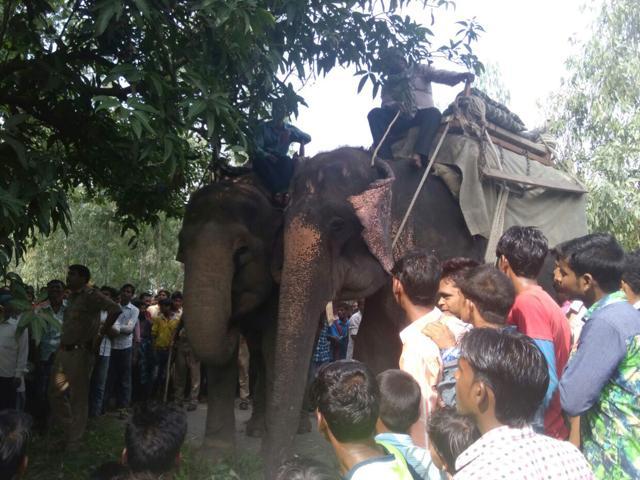 The forest department has launched a massive drive to capture the tiger. (HT Photo)