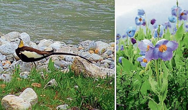 The first jacana recorded in Bhutan and (right) the national flower, Blue poppy. (Pema Kuenzang/T.Yoshida) The first jacana recorded in Bhutan and (right) the national flower, Blue poppy. (Pema Kuenzang/T.Yoshida)