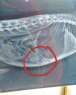 Encircled in red, X-ray shows dead foetus in rabbit’s abdomen. (Dr Rajinder S Bajwa) Encircled in red, X-ray shows dead foetus in rabbit’s abdomen. (Dr Rajinder S Bajwa)