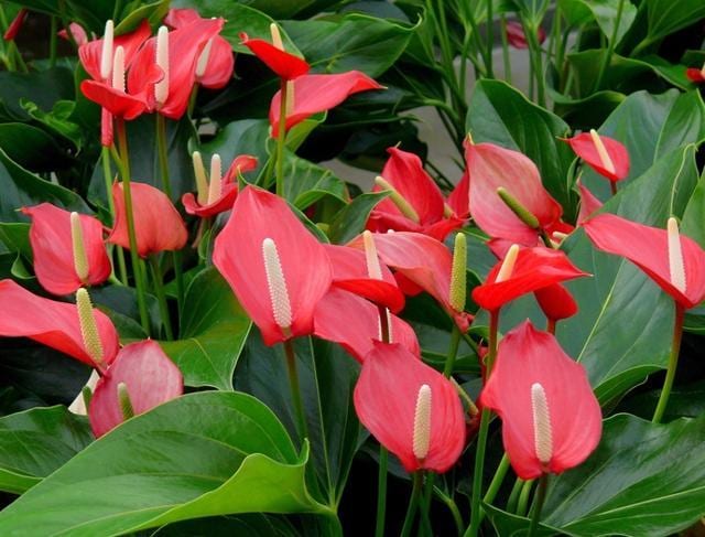 Red anthuriums are also called “tongues of fire” . (HT file photo ) Red anthuriums are also called “tongues of fire” . (HT file photo )