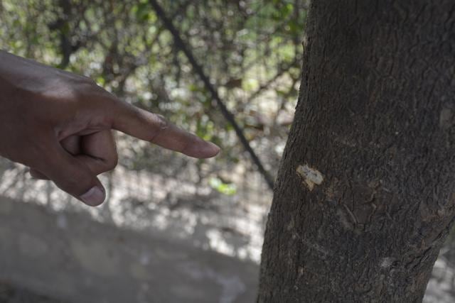 HT reporter points to the spot where a bullet had hit. (Sakib Ali/HT Photo) HT reporter points to the spot where a bullet had hit. (Sakib Ali/HT Photo)