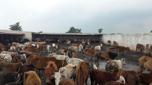 90 cows die in two more shelters run by arrested BJP leader in ...