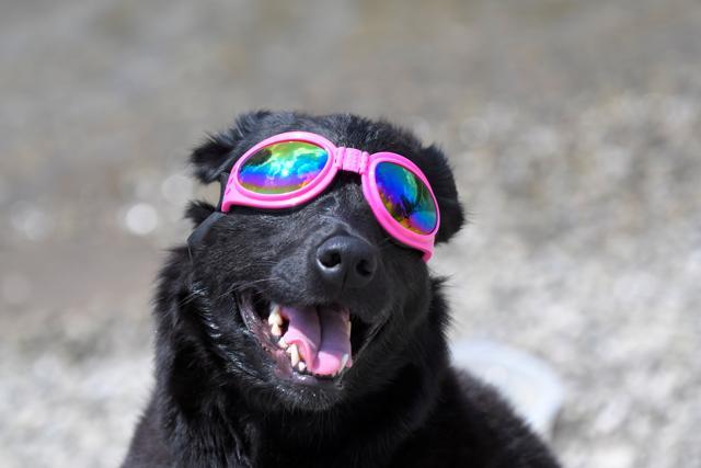 Madison the dog watches the solar eclipse in Nashville, Tennessee. (REUTERS)