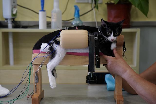 A cat receives treatment at a neurology and acupuncture animal health centre which specialises in acupuncture and moxibustion treatment for animals in Shanghai, China. (Aly Song/REUTERS) A cat receives treatment at a neurology and acupuncture animal health centre which specialises in acupuncture and moxibustion treatment for animals in Shanghai, China. (Aly Song/REUTERS)