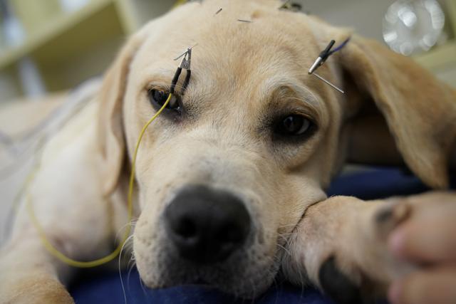 Surgical removal of the tumour leads to other complications. Acupuncture helps in stimulating the weakened organs helping them function better. (Aly Song /REUTERS) Surgical removal of the tumour leads to other complications. Acupuncture helps in stimulating the weakened organs helping them function better. (Aly Song /REUTERS)