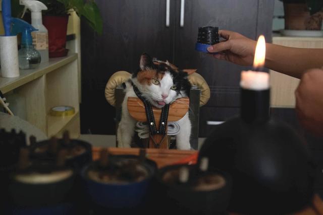 A cat receives treatment at Shanghai at an animal health centre in Sanghai,China. (Aly Song /REUTERS) A cat receives treatment at Shanghai at an animal health centre in Sanghai,China. (Aly Song /REUTERS)