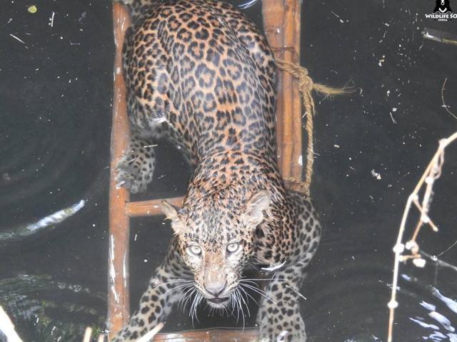 A pregnant leopard being rescued by Wildlife SOS. (HT) A pregnant leopard being rescued by Wildlife SOS. (HT)