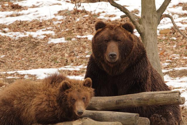 A Kamtchatka bear with its cub; it’s a unique subspecies of bear occurring in Russia. (Shutterstock) A Kamtchatka bear with its cub; it’s a unique subspecies of bear occurring in Russia. (Shutterstock)