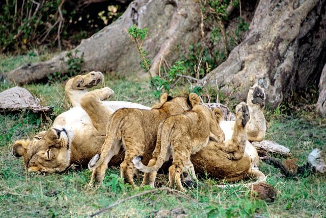 Cubs seek a feed as the lioness relaxes (Sonia Nazareth) Cubs seek a feed as the lioness relaxes (Sonia Nazareth)
