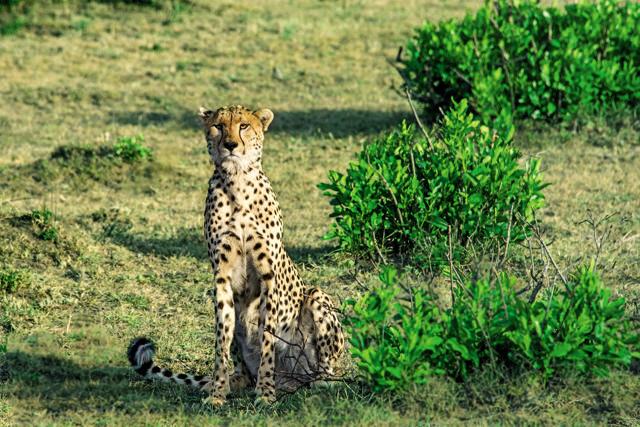 A cheetah sits in a meditative pose (Sonia Nazareth) A cheetah sits in a meditative pose (Sonia Nazareth)