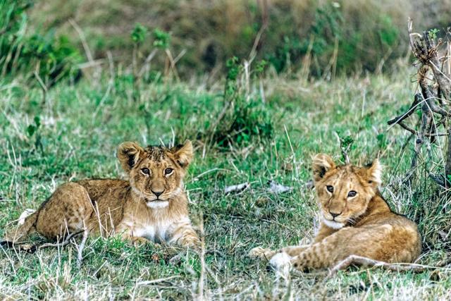 Unfazed by the vehicles nearby, cubs relax in the grass (Sonia Nazareth) Unfazed by the vehicles nearby, cubs relax in the grass (Sonia Nazareth)