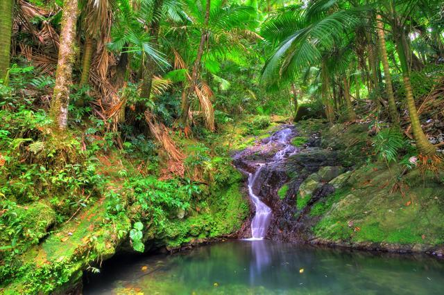 Small cascade in El Yunque national forest, Puerto Rico. (iStock) Small cascade in El Yunque national forest, Puerto Rico. (iStock)