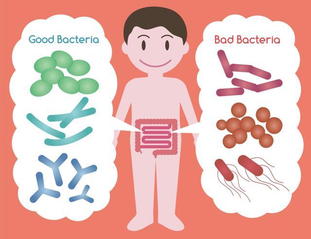 Processed diets, as well as the use of antibiotics, caesarean sections and other lifestyle changes have helped reduce the variety of our gut bacteria. (Vector/Shutterstock)