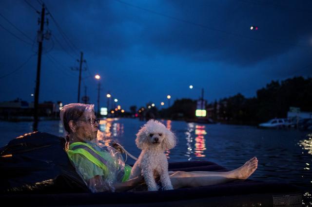 A rescue helicopter hovers in the background as an elderly woman and her poodle use an air mattress to float above flood waters. (Reuters Photo) A rescue helicopter hovers in the background as an elderly woman and her poodle use an air mattress to float above flood waters. (Reuters Photo)
