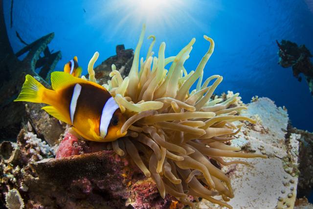 Explore marine life in Aqaba. (Shutterstock)