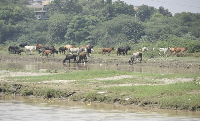 The villagers living in the flood banks said they had no clue who built the road, though they regularly use it now to take their animals across for grazing. (Sushil Kumar/HT PHOTO) The villagers living in the flood banks said they had no clue who built the road, though they regularly use it now to take their animals across for grazing. (Sushil Kumar/HT PHOTO)
