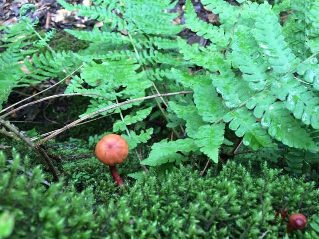 Mushroom trail.