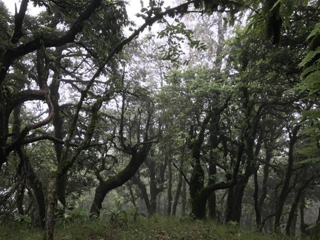 Binsar sanctuary.