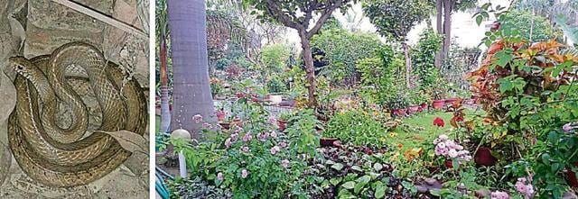 A rat snake residing in (right) Sarabjit Mahal’s lush garden. (SARABJIT S MAHAL) A rat snake residing in (right) Sarabjit Mahal’s lush garden. (SARABJIT S MAHAL)