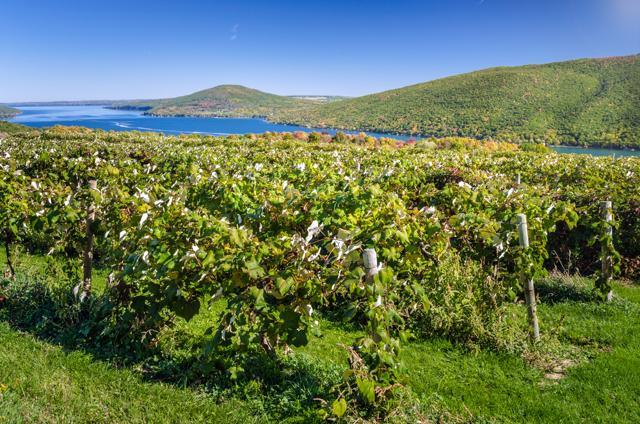 Chill at the beautiful vineyards in Finger Lakes. (Shutterstock) Chill at the beautiful vineyards in Finger Lakes. (Shutterstock)
