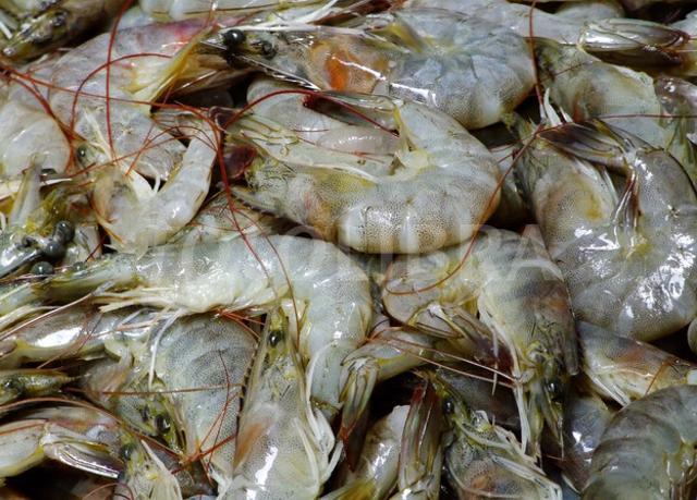 Prawns are associated with the supporters of Mohun Bagan club. (HT Photo) Prawns are associated with the supporters of Mohun Bagan club. (HT Photo)