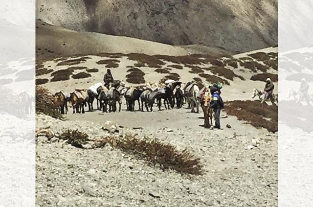 Horses carry essentials from Leh to the remote villages and can often be seen grazing on a green meadow (Sathya Saran) Horses carry essentials from Leh to the remote villages and can often be seen grazing on a green meadow (Sathya Saran)