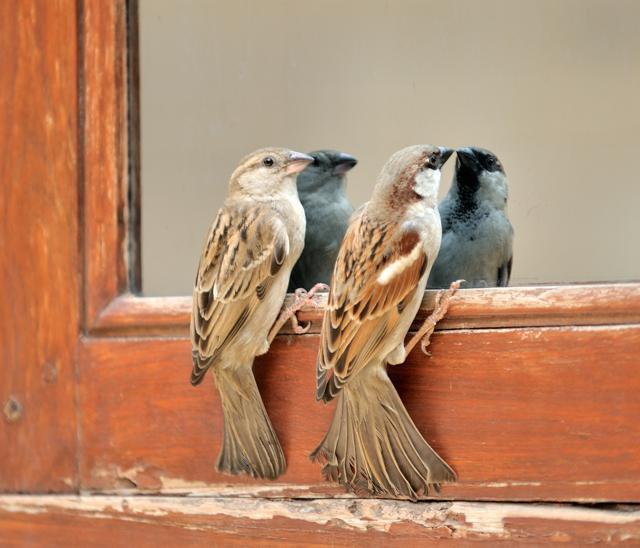 Pretty please: House sparrows (Prerna Jain)