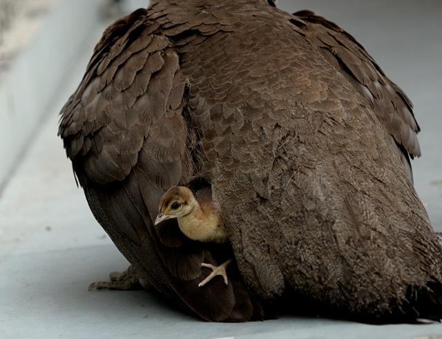 Mama Mia!: A peahen and her chick. (Prerna Jain)