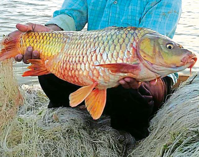 A carp caught from Sukhna lake tinged with ‘breeding stress’ colours. (VIKRAM JIT SINGH)