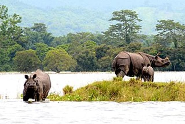 Kaziranga National Park. (HT Photo) Kaziranga National Park. (HT Photo)