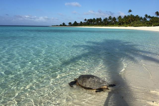 A sea turtle walks towards the Pacific Ocean at a beach in Tetiaroa. (AFP) A sea turtle walks towards the Pacific Ocean at a beach in Tetiaroa. (AFP)