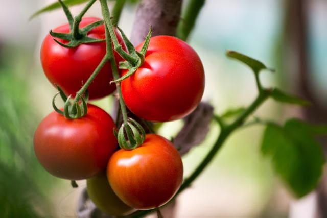 Tomato’s lycopene reduces the risk of cholesterol accumulation and lowers blood pressure (Shutterstock)