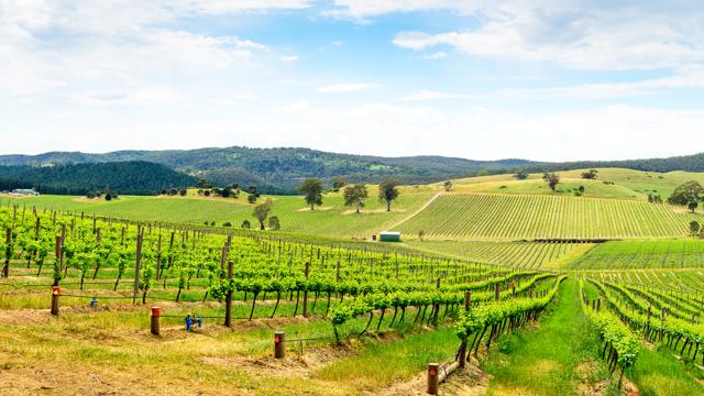 Clarke says he also enjoys a glass of wine somewhere like the Barossa Valley in south Australia (Shutterstock)
