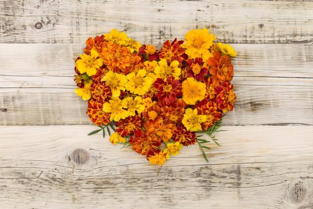 For glowing skin, mix Marigold petal paste with honey and raw milk and apply it on your face for 15 minutes. (Shutterstock)