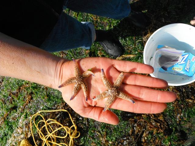 This June 2012 photo provided by John W Chapman shows Japanese sea stars (Asterias amurensis) on a Misawa, Japan fisheries dock which washed ashore near Newport, Oregon. (AP) This June 2012 photo provided by John W Chapman shows Japanese sea stars (Asterias amurensis) on a Misawa, Japan fisheries dock which washed ashore near Newport, Oregon. (AP)